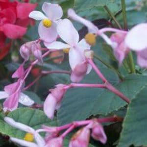 Begonia Grandis Ssp Evansiana Claret Jug 9cm 929 P.jpg