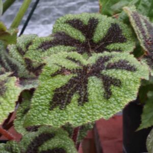 Begonia Iron Cross