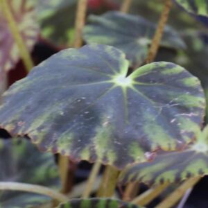 Begonia Nig