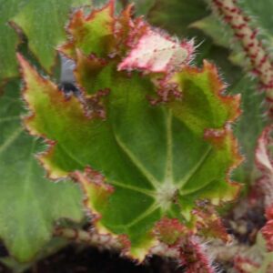 Begonia Ricini