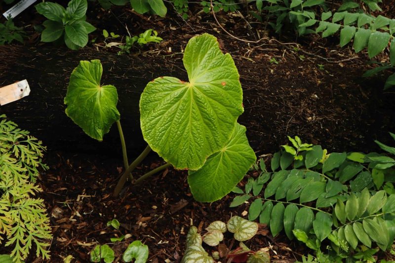 Begonia Silletensis Var. Mengyanensis 2lt 2299 P.jpg