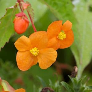 Begonia Sutherlandii 9cm 986 P.jpg