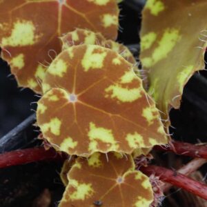 Begonia Tiger