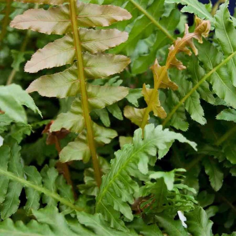 Blechnum brasiliense Volcano 1lt