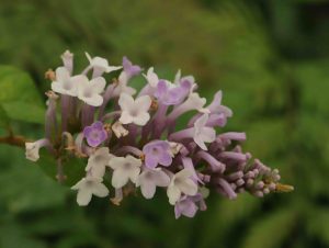 Buddleja venenifera f. calvescens bswj895 3lt 2277 p.jpg