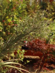 Calamagrostis Brachytricha 3lt 1942 P.jpg