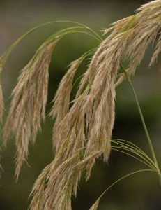 Calamagrostis Emodensis 3lt 1460 P.jpg