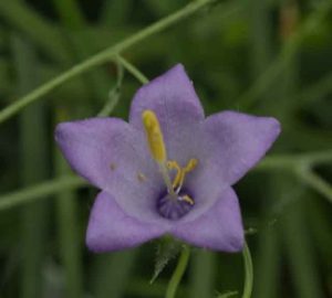 Campanula Kemulariae 1lt 1887 P.jpg