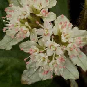 Chrysosplenium Macrophyllum 994 P.jpg