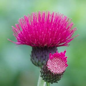 Cirsium rivulare atropurpureum 970 p.jpg