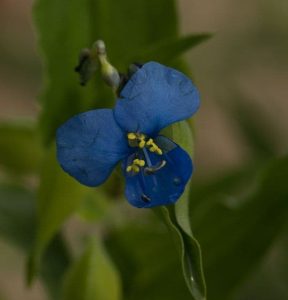 Commelina Tuberosa 3lt 1926 P.jpg