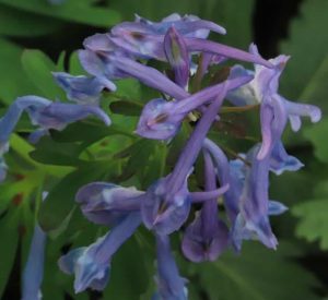 Corydalis Flexosa Spinners 3lt 1755 P.jpg