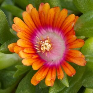 Delosperma Fire