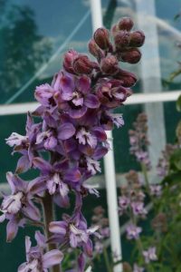 Delphinium requienii 1lt 2424 p.jpg