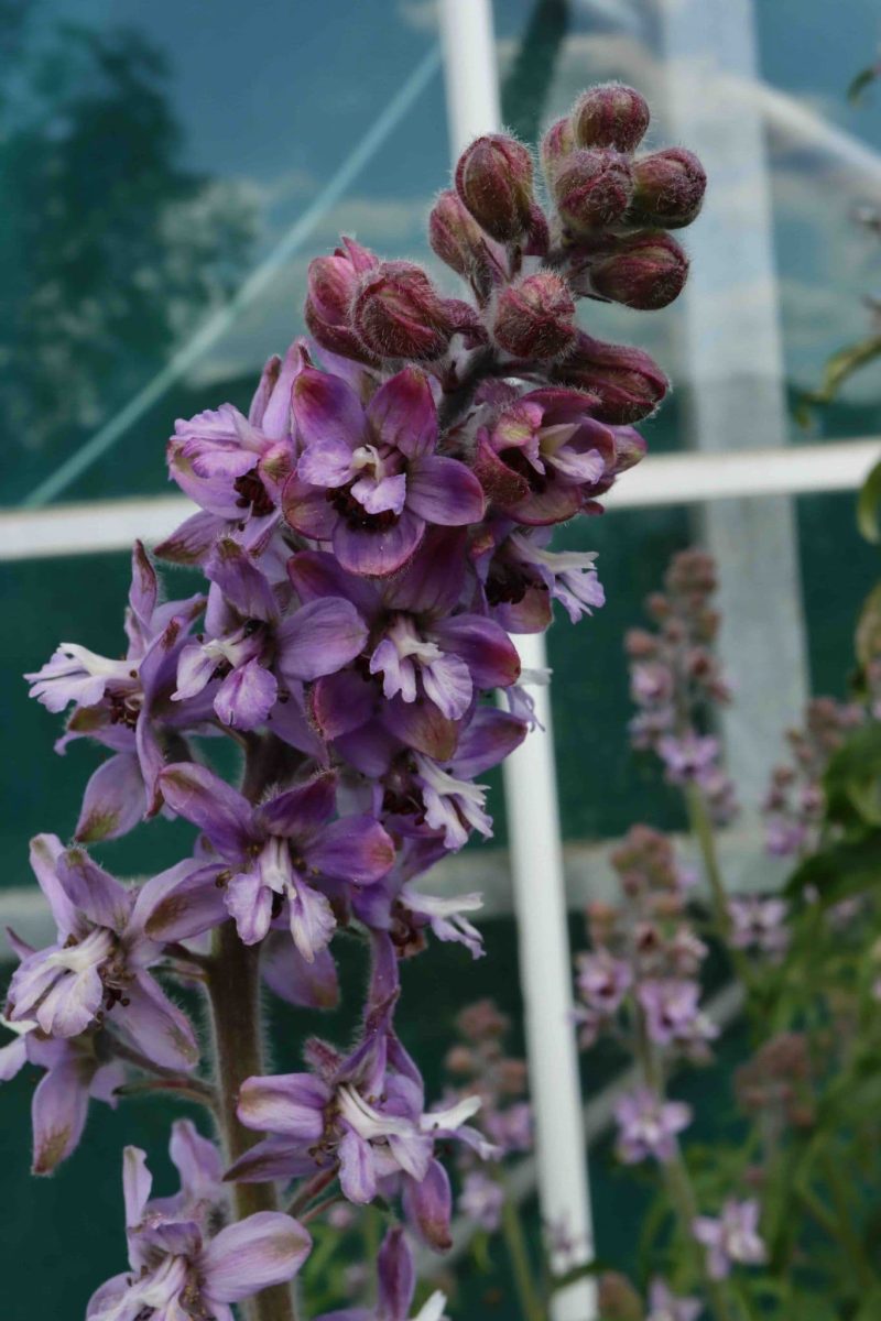 Delphinium requienii 1lt