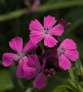 Dianthus Carthusianorum 2lt 1848 P.jpg