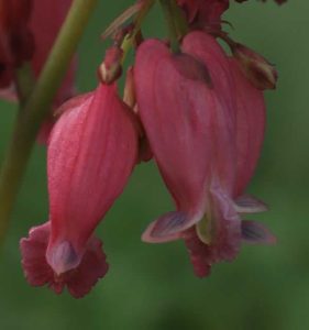 Dicentra Luxuriant 2lt 1754 P.jpg