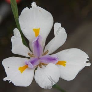 Dietes Grandiflora 3lt 988 P.jpg