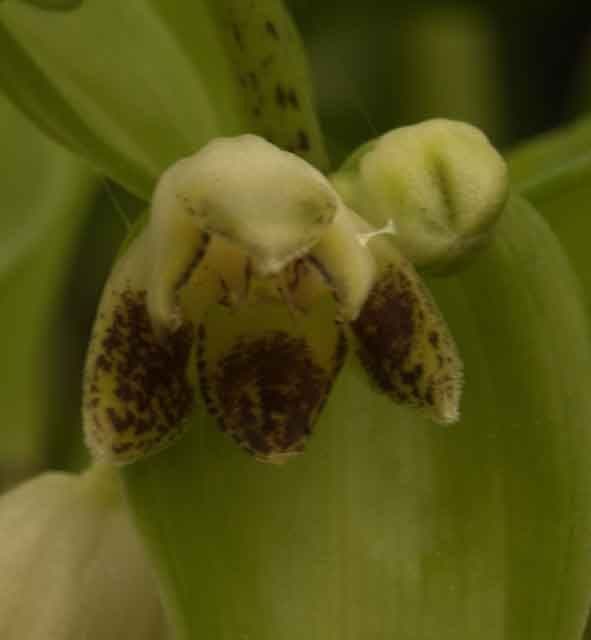 Disporopsis Undulata Lt Swines Meadow Farm Nursery