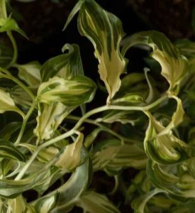 Disporum Cantoniense Moonlight 2lt 1849 P.jpg