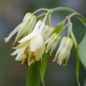 Disporum Longistylum Bwj8128 995 P.jpg