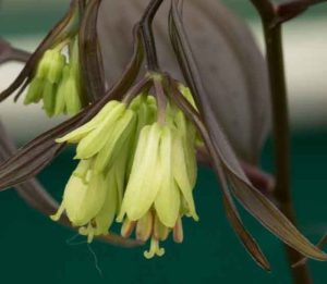 Disporum Longistylum Night Heron 3lt 1581 P.jpg