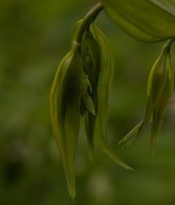 Disporum Trabeculatum 3lt 1679 P.jpg