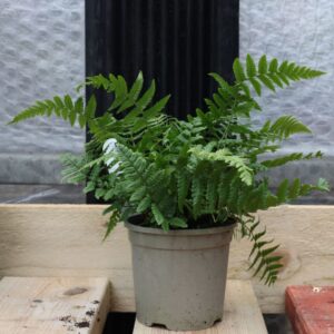 Dryopteris Jurrassic