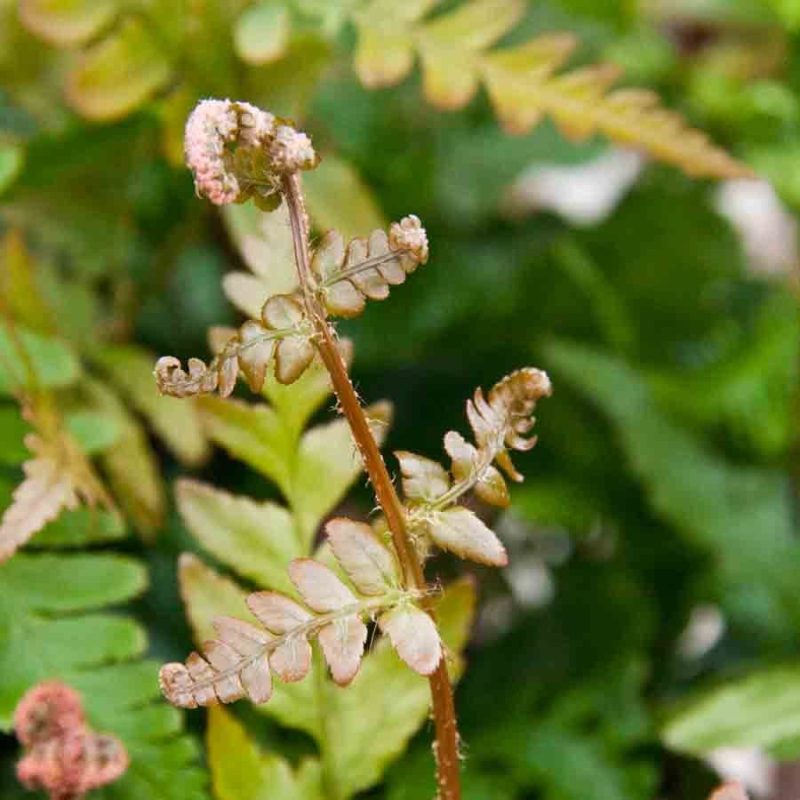 Dryopteris Erythrosora Prolifica 1lt 2186 P.jpg