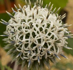 Echinops Phaerocephalus Artic Glow 3lt 2006 P.jpg