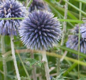 Echinops Veitch S Blue 2lt 1762 P.jpg