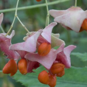 Euonymus Cornutus Var. Quinquecornutus Resize