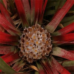 Fascicularia Bicolour 3lt 1458 Dv P.jpg