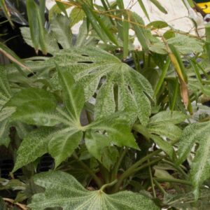 Fatsia Spider