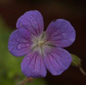 Geranium Johnsons Blue 1.5lt 1803 P.jpg