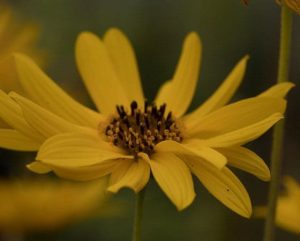 Helianthus Cally Sp 3lt 1739 P.jpg