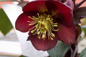 Helleborus Ericsmithii Star Of Passion 2286 P.jpg