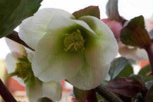 Helleborus Ericsmithii Winter Moonbeam 2287 P.jpg