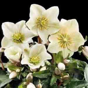 Helleborus Nigra Gold Collection Cinnamon Snow 1000 P.jpg