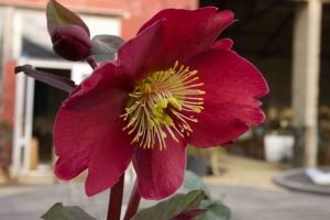 Helleborus Rodney Davey Marbled Group Anna S Red 2290 P.jpg