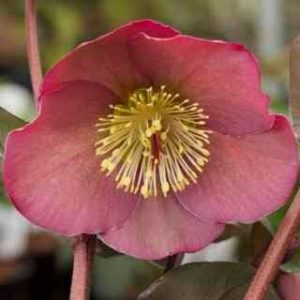 Helleborus Rodney Davey Marbled Group Penny S Pink 2285 P.jpg