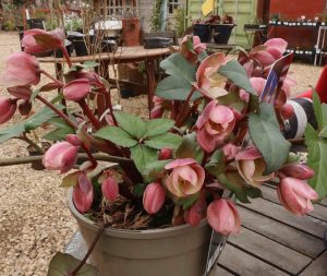 Helleborus x ericsmithii pirouette 1.5lt 1992 p.jpg