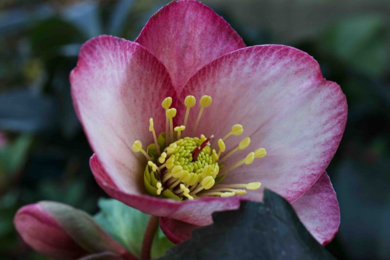 Helleborus X Glandorfensis Ice N Roses Bennotta 1.5lt 2 1997 P.jpg