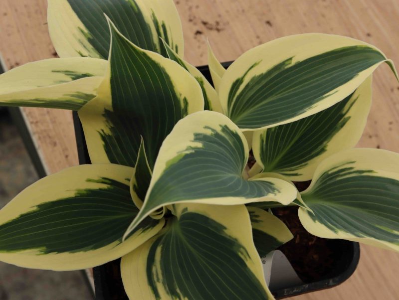 Hosta Firn Line 2lt 2247 P.jpg