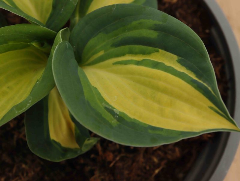 Hosta Great Expectations 3lt 2243 P.jpg