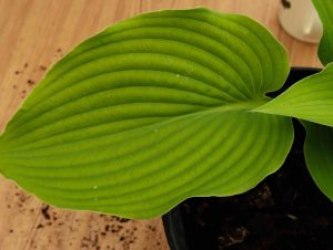 Hosta Komodo Dragon 3lt 2244 P.jpg