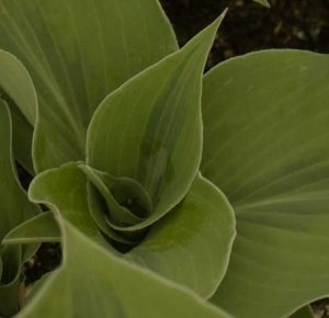 Hosta Luna Moth 2lt 1711 P.jpg