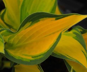 Hosta Orange Marmalade 2lt 1758 P.jpg