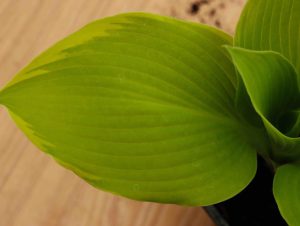 Hosta Richmond 2lt 2245 P.jpg