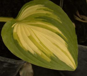 Hosta Sea Thunder 2lt 1713 P.jpg